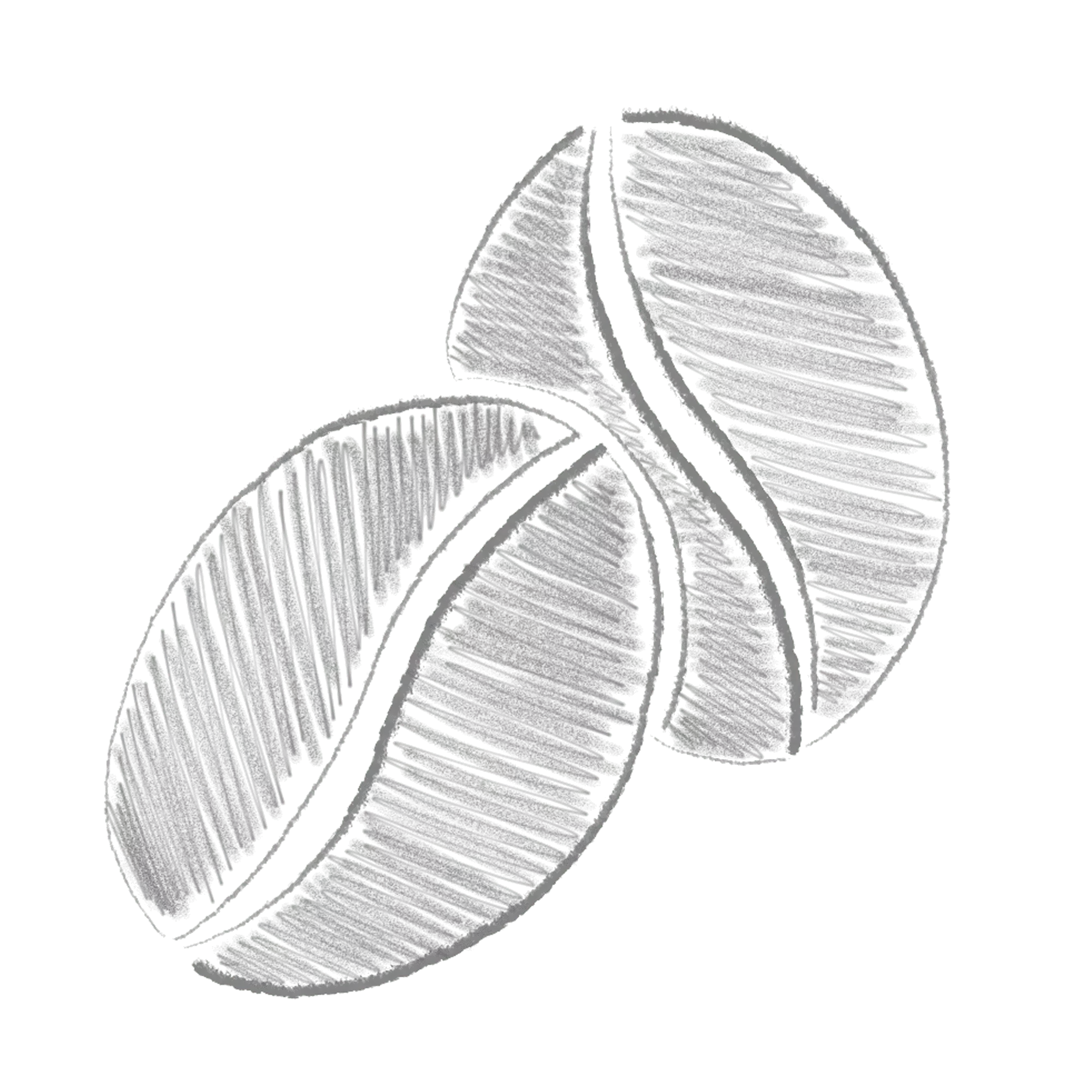 Bohnen_mittel-min Bohnen_mittel